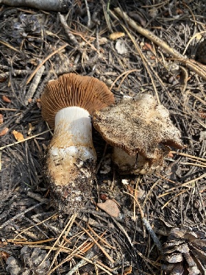  ( - HAY-F-003958)  @11 [ ] by-nc (2023) Grace Stark Fungal Diversity Survey