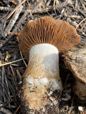  (Cortinarius fructuodorus - HAY-F-003958)  @11 [ ] by-nc (2023) Grace Stark Fungal Diversity Survey