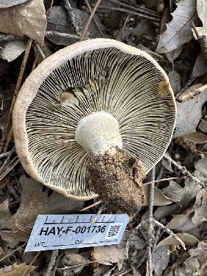  ( - HAY-F-001736)  @11 [ ] by-nc (2023) Bat Vardeh Fungal Diversity Survey