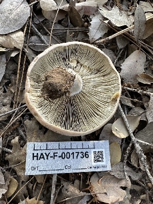  ( - HAY-F-001736)  @11 [ ] by-nc (2023) Bat Vardeh Fungal Diversity Survey