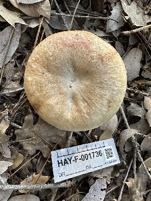  ( - HAY-F-001736)  @11 [ ] by-nc (2023) Bat Vardeh Fungal Diversity Survey