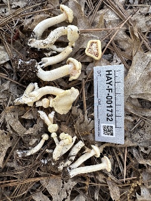  ( - HAY-F-001732)  @11 [ ] by-nc (2023) Bat Vardeh Fungal Diversity Survey
