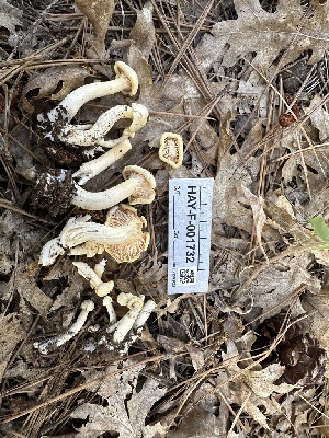  ( - HAY-F-001732)  @11 [ ] by-nc (2023) Bat Vardeh Fungal Diversity Survey