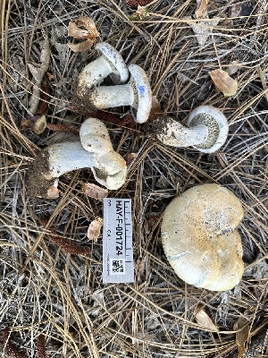  (Lactarius sp. chelidonium-CA01 - HAY-F-001724)  @11 [ ] by-nc (2023) Bat Vardeh Fungal Diversity Survey