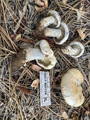  ( - HAY-F-001724)  @11 [ ] by-nc (2023) Bat Vardeh Fungal Diversity Survey