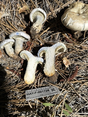  ( - HAY-F-001724)  @11 [ ] by-nc (2023) Bat Vardeh Fungal Diversity Survey