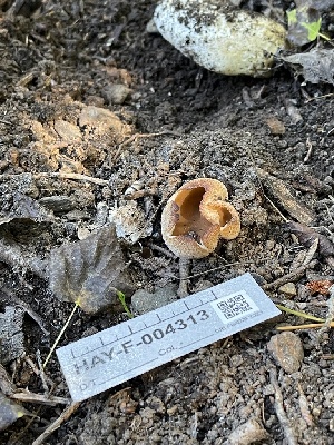  (Peziza sp. CA08 - HAY-F-004313)  @11 [ ] by-nc (2023) Jaren Hockert Fungal Diversity Survey