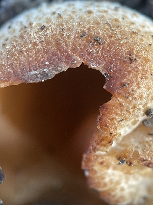  ( - HAY-F-004313)  @11 [ ] by-nc (2023) Jaren Hockert Fungal Diversity Survey