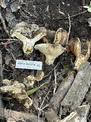  (Russulales - HAY-F-004314)  @11 [ ] by-nc (2023) Jaren Hockert Fungal Diversity Survey