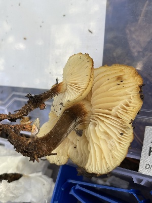  ( - HAY-F-004331)  @11 [ ] by-nc (2023) Jaren Hockert Fungal Diversity Survey
