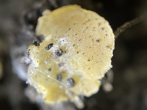  (Peziza sp. KH-98-53 - HAY-F-004329)  @11 [ ] by-nc (2023) Jaren Hockert Fungal Diversity Survey