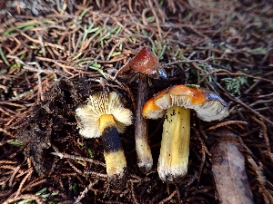  (Hygrocybe singeri - HAY-F-001964)  @11 [ ] cc-by-nc (2023) Luca Hickey FunDiS