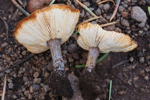  ( - HAY-F-004904)  @11 [ ] by-nc (2023) Warren Cardimona Fungal Diversity Survey