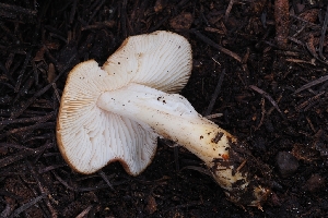  (Rhodocollybia sp. olivaceogrisea-PNW06 - HAY-F-004901)  @11 [ ] by-nc (2023) Warren Cardimona Fungal Diversity Survey