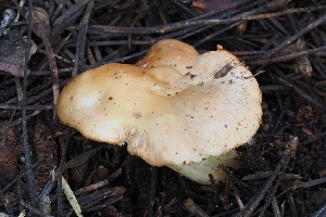  ( - HAY-F-004901)  @11 [ ] by-nc (2023) Warren Cardimona Fungal Diversity Survey