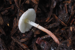  ( - HAY-F-005269)  @11 [ ] by-nc (2023) Warren Cardimona Fungal Diversity Survey