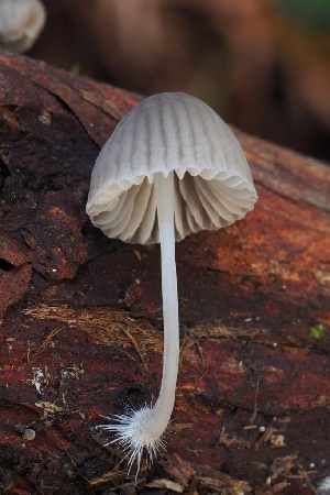  (Mycena subcana - HAY-F-005276)  @11 [ ] by-nc (2023) Warren Cardimona Fungal Diversity Survey
