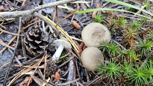  (Lyophyllum sp. semitale-PNW02 - HAY-F-002231)  @11 [ ] by-nc (2023) Thea Chesney Fungal Diversity Survey
