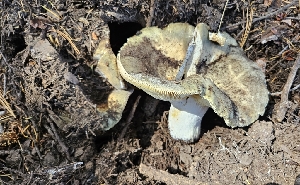  ( - HAY-F-002236)  @11 [ ] by-nc (2023) Thea Chesney Fungal Diversity Survey