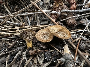  (Coltricia sp. CA04 - HAY-F-005645)  @11 [ ] c (2023) Rudy Diaz Fungal Diversity Survey