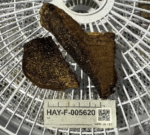  ( - HAY-F-005620)  @11 [ ] c (2023) Rudy Diaz Fungal Diversity Survey