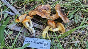  (Hygrophorus siccipes - HAY-F-002240)  @11 [ ] by-nc (2023) Thea Chesney Fungal Diversity Survey