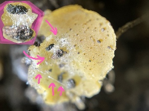  ( - HAY-F-004329)  @11 [ ] by-nc (2023) Jaren Hockert Fungal Diversity Survey
