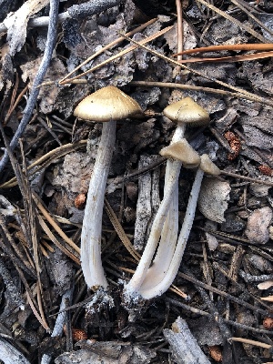  ( - HAY-F-004778)  @11 [ ] by-nc (2023) Dean Lyons Fungal Diversity Survey