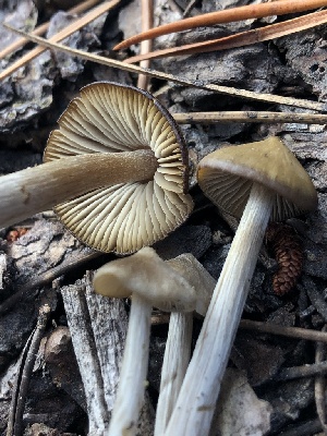  ( - HAY-F-004778)  @11 [ ] by-nc (2023) Dean Lyons Fungal Diversity Survey