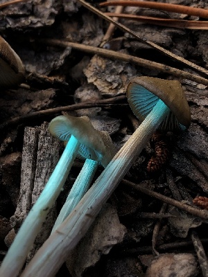  ( - HAY-F-004778)  @11 [ ] by-nc (2023) Dean Lyons Fungal Diversity Survey