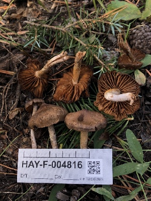 ( - HAY-F-004816)  @11 [ ] by-nc (2023) Dean Lyons Fungal Diversity Survey
