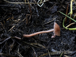  ( - HAY-F-004814)  @11 [ ] by-nc (2023) Dean Lyons Fungal Diversity Survey