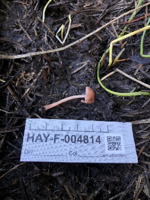  ( - HAY-F-004814)  @11 [ ] by-nc (2023) Dean Lyons Fungal Diversity Survey