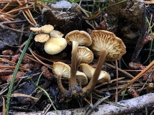  (Flammulina sp. rossica-CA01 - HAY-F-004808)  @11 [ ] by-nc (2023) Dean Lyons Fungal Diversity Survey
