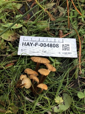  ( - HAY-F-004808)  @11 [ ] by-nc (2023) Dean Lyons Fungal Diversity Survey