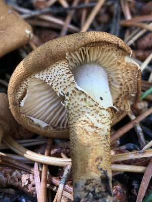  ( - HAY-F-004809)  @11 [ ] by-nc (2023) Dean Lyons Fungal Diversity Survey