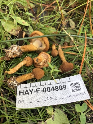  ( - HAY-F-004809)  @11 [ ] by-nc (2023) Dean Lyons Fungal Diversity Survey