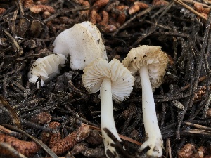  (Mycena sp. pura-PNW15 - HAY-F-004807)  @11 [ ] by-nc (2023) Dean Lyons Fungal Diversity Survey