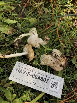 ( - HAY-F-004807)  @11 [ ] by-nc (2023) Dean Lyons Fungal Diversity Survey