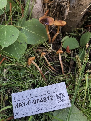  (Cortinarius cistopulchripes - HAY-F-004812)  @11 [ ] by-nc (2023) Dean Lyons Fungal Diversity Survey
