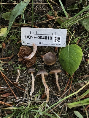  ( - HAY-F-004810)  @11 [ ] by-nc (2023) Dean Lyons Fungal Diversity Survey
