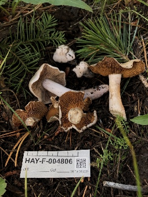 ( - HAY-F-004806)  @11 [ ] by-nc (2023) Dean Lyons Fungal Diversity Survey