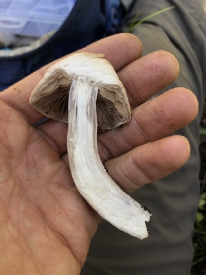  ( - HAY-F-004806)  @11 [ ] by-nc (2023) Dean Lyons Fungal Diversity Survey