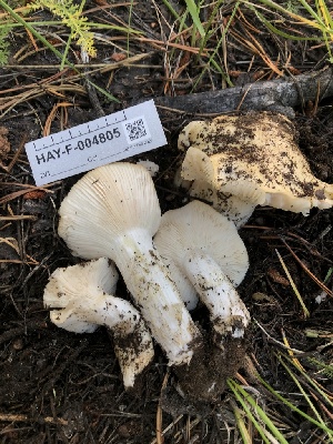  ( - HAY-F-004805)  @11 [ ] by-nc (2023) Dean Lyons Fungal Diversity Survey