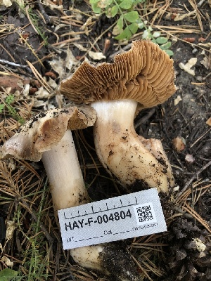  ( - HAY-F-004804)  @11 [ ] by-nc (2023) Dean Lyons Fungal Diversity Survey