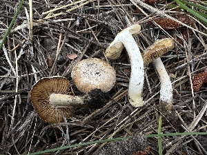  (Pseudosperma sp. AZ02 - HAY-F-005650)  @11 [ ] c (2023) Rudy Diaz Fungal Diversity Survey