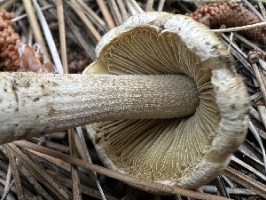 (Pseudosperma sp. CA04 - HAY-F-005651)  @11 [ ] c (2023) Rudy Diaz Fungal Diversity Survey