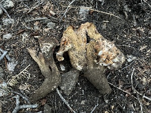  ( - HAY-F-005634)  @11 [ ] c (2023) Rudy Diaz Fungal Diversity Survey