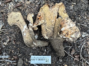  ( - HAY-F-005634)  @11 [ ] c (2023) Rudy Diaz Fungal Diversity Survey