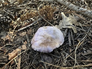  ( - HAY-F-005664)  @11 [ ] c (2023) Rudy Diaz Fungal Diversity Survey